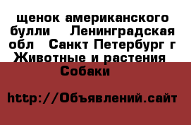 щенок американского булли  - Ленинградская обл., Санкт-Петербург г. Животные и растения » Собаки   